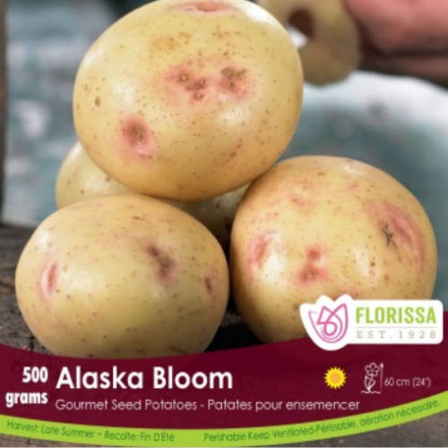 Semence Patate-Pomme de terre 'Alaska Bloom'