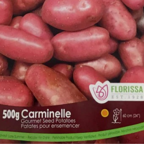 Semence Patate-Pomme de terre 'AmaRosa'