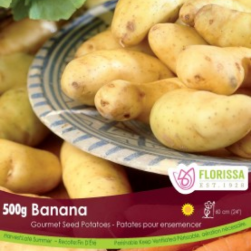 Semence Patate-Pomme de terre 'Banana'