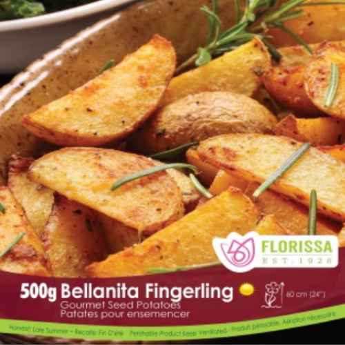 Semence Patate-Pomme de terre 'Bellanita Fingerling'