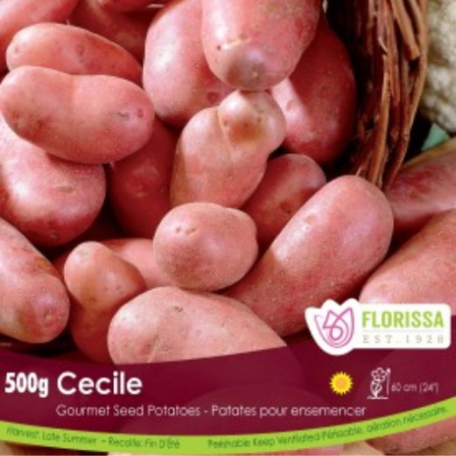 Semence Patate-Pomme de terre 'Cecile Red skin Fingerling'