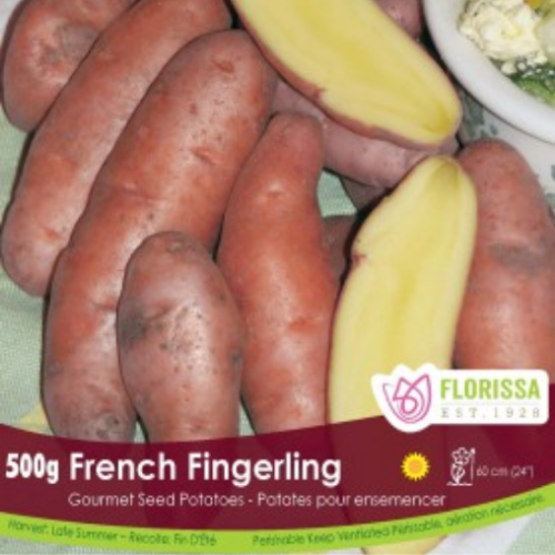 Semence Patate-Pomme de terre 'French Fingerling' 