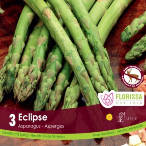 Racine Asperge 'Eclipse' 