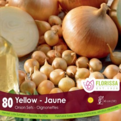 Bulbes oignons jaunes 'Stuttgart'