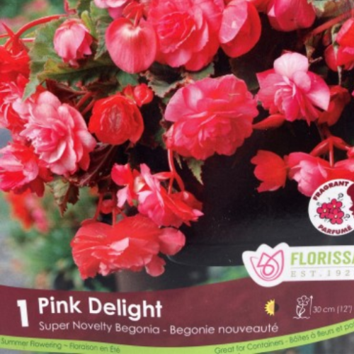 Bulbe de Begonia 'Pink Delight'