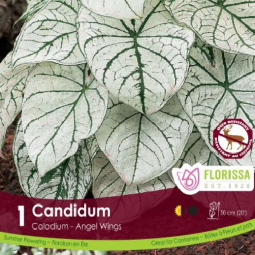 Bulbe de Caladium candidum