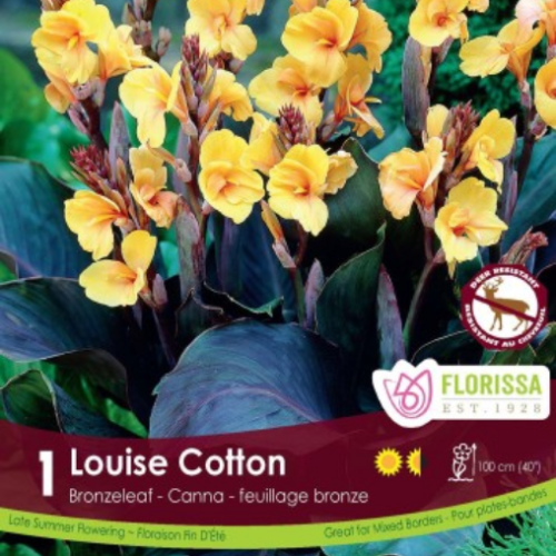 Bulbe de Canna 'Louise Cotton'