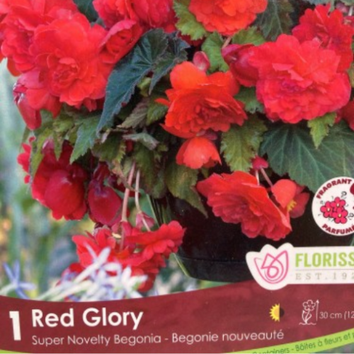Bulbe de Begonia 'Red Glory'