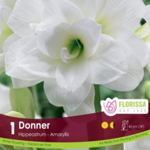 Bulbe Amaryllis 'Donner'