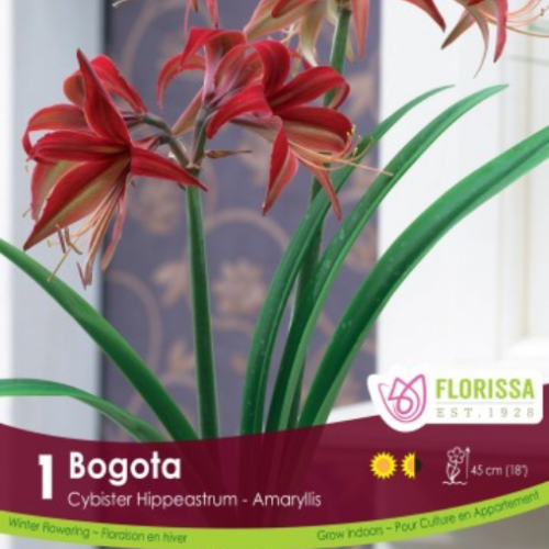 Bulbe Amaryllis 'Bogota'