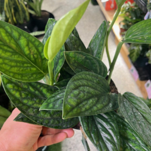 Philodendron 'Green Galaxy'
