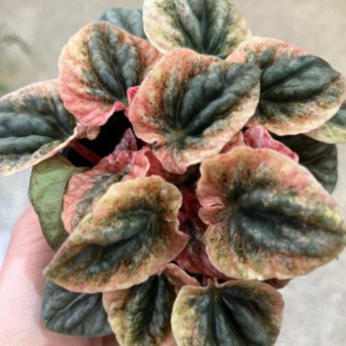 Peperomia  caperata 'Apricot' - 4''
