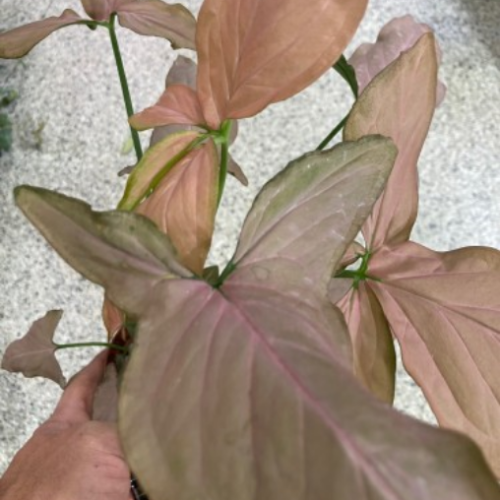 Syngonium podophyllum 'Pink Perfection' - 5"