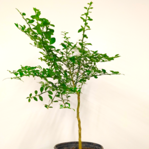 Microcitrus Australasica - Citron Caviar - 1 gal.