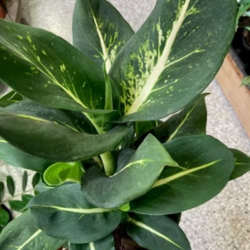 Dieffenbachia oerstedii 'Green Magic'
