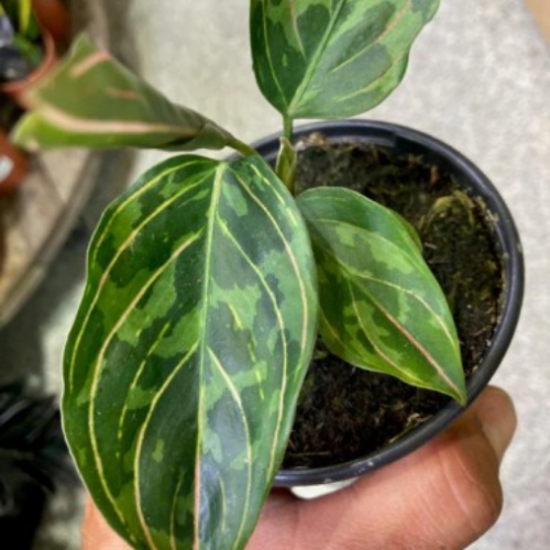Aglaonema 'Red Army'