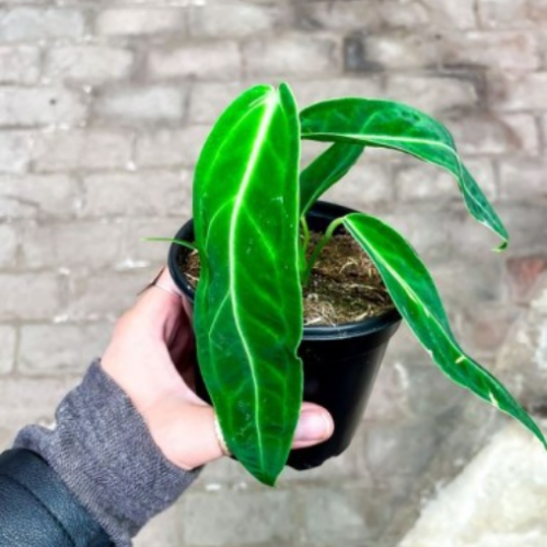 Anthurium warocqueanum - 4.5"