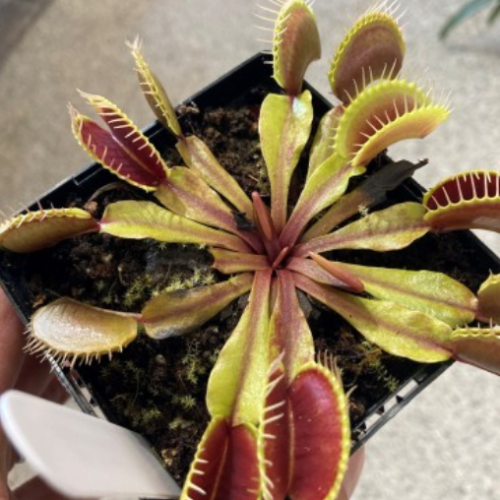 Dionaea muscipula - Gobe mouches