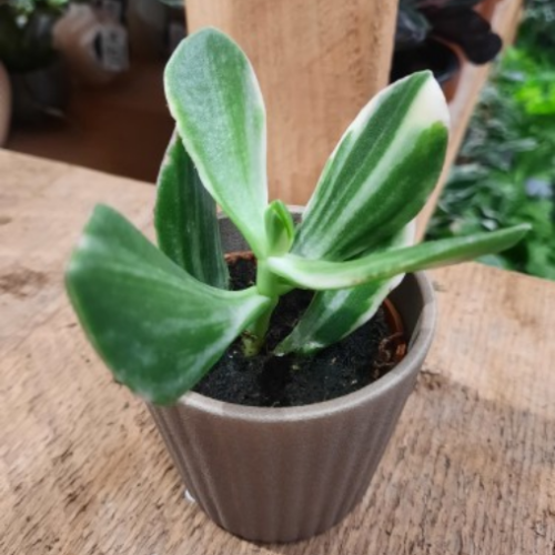 Crassula ovata 'Tricolor'