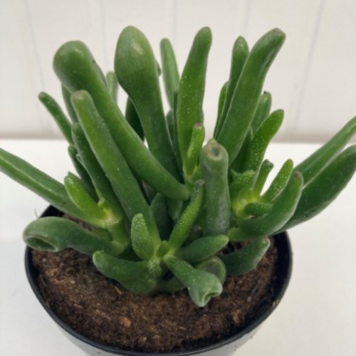 Crassula ovata 'Horntree'- Arbre de Jade