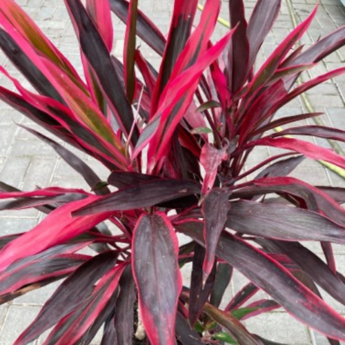 Cordyline fruticosa 'Hot Pepper'
