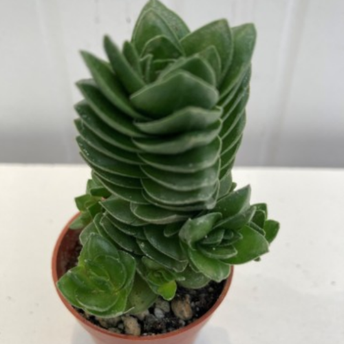 Crassula pyramidalis 'Buddha's Temple' - 1.5"