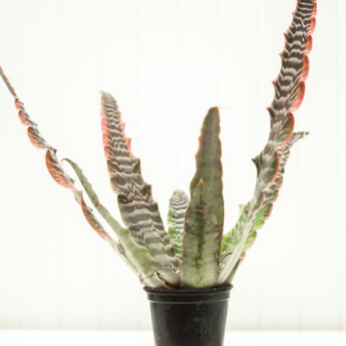Cryptanthus 'Elaine'