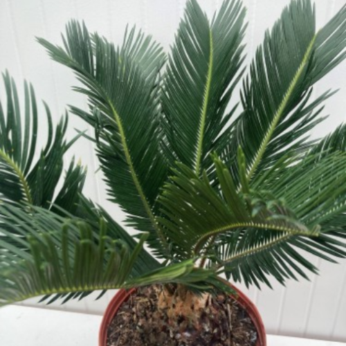 Cycas revoluta - Cycas du Japon
