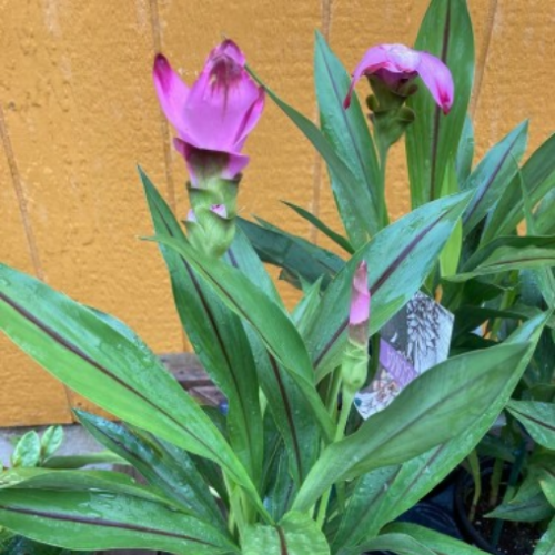 Curcuma longa