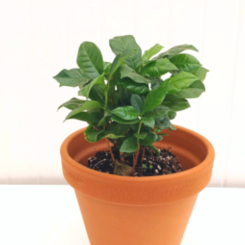 Coffea arabica - Caféier