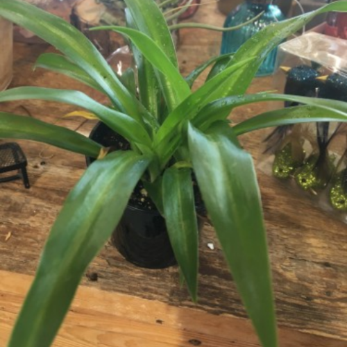 Chlorophytum comosum - Plante araignée verte