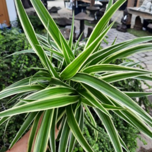Chlorophytum comosum 'Ocean' - Plante araignée 'Ocean'
