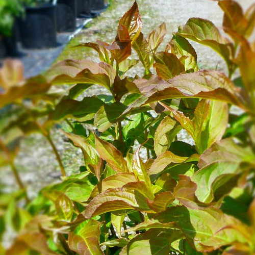 Diervillea lonicera - 2gallons