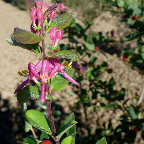 Lonicera tatarica 'Arnold Red' - 2gallons