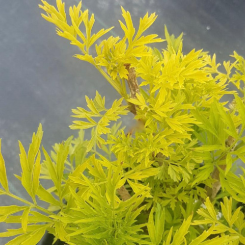 Sambucus nigra 'Golden Tower' 