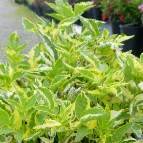 Sambucus nigra 'Variegata' - 2g
