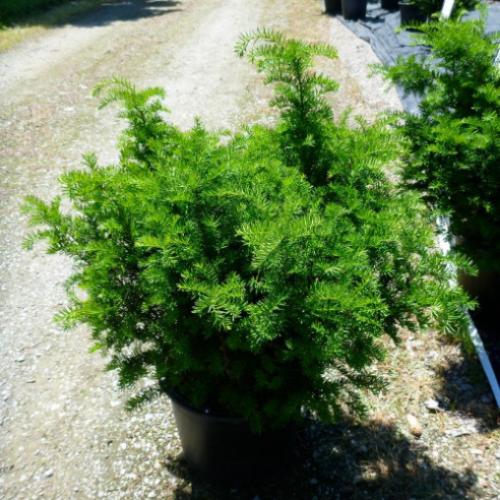 Taxus x media 'Everlow' - 2gallons
