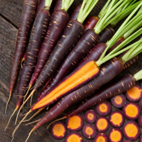Carotte Lila Lu - Bio - Semences