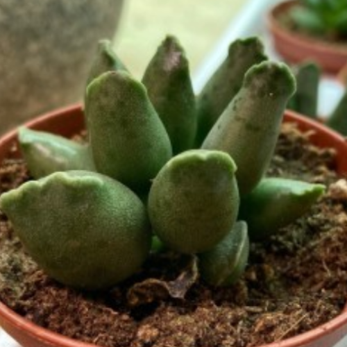 Adromischus Cooperi