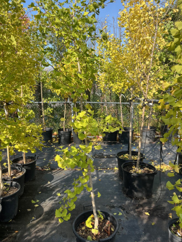 Ginkgo biloba 'Beijing Gold' - 175cm