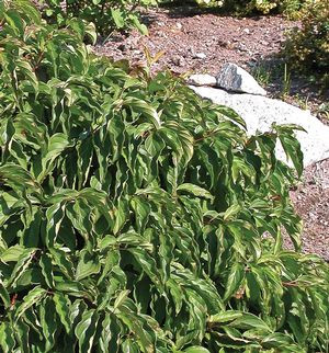 Cornus sericea 'Kelseyi' - 2g