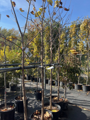 Catalpa speciosa 'Lemon Lime' - 40mm en pot