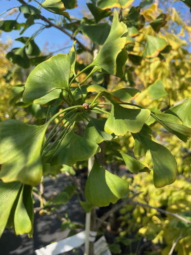 Gingko biloba 'Elmwood' - 200cm