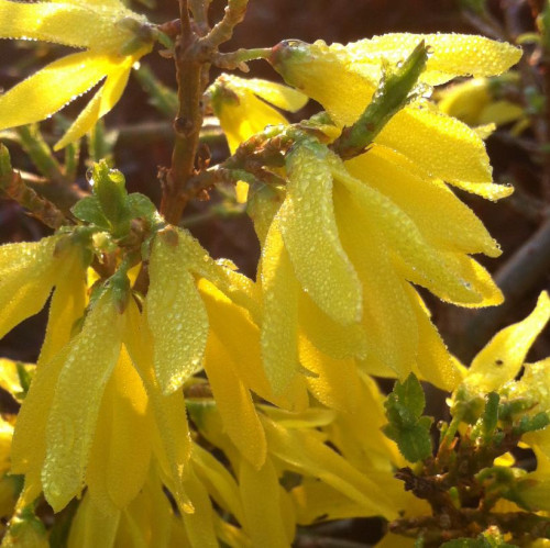 Forsythia intermedia 'Marée d'Or' - 2g