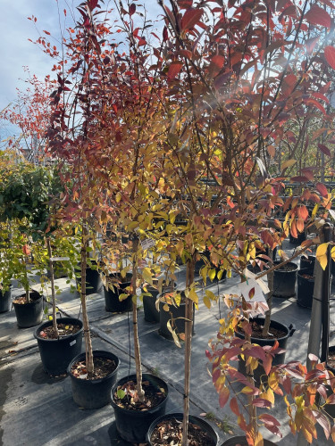 Forsythia 'Lynwood Gold' en arbre - 200cm