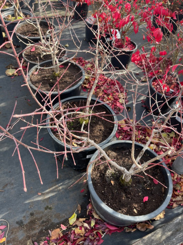 Euonymus bungeanus 'Pink Lady' - 5g