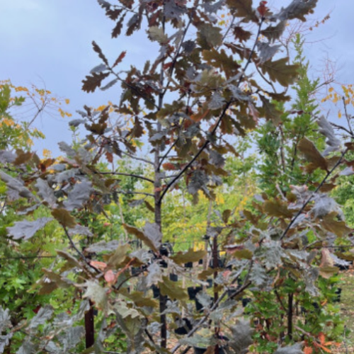 Quercus robur 'Timuki' - 225cm