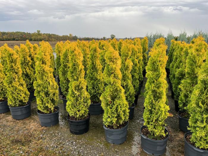 zimmerpflanze orange Calamondinorange (Zwergorange) 80–100 cm – Citrofortunella microcarpa /  Citrus calamondin – Zimmerzitrus, Zierorange, Citrus-Pflanze