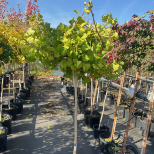 Ginko biloba 'Mariken' sur tige 