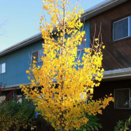 Ginkgo biloba 'Presidential Gold' 